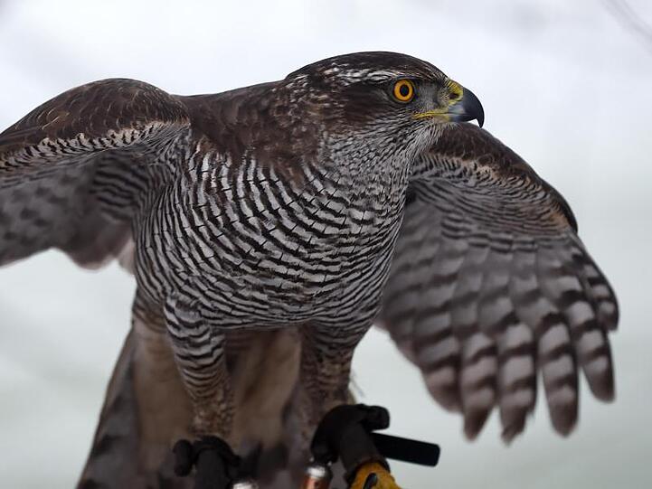 Ein Habicht sitzt auf einem Falknerhandschuh. Foto: Uwe Zucchi/dpa/Archiv