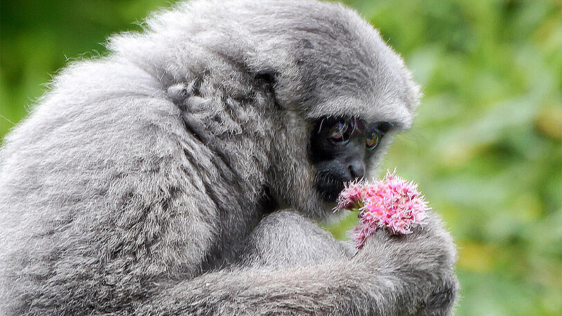 Auf der Suche nach dem Traumpartner? Ein Silbergibbon im Tierpark Hellabrunn.