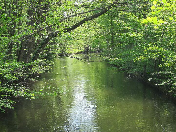 Die Baumpflegetrupps der Flussmeisterstellen sind noch bis Ende des Monats auch im Stadtgebiet unterwegs, wie an der Würm in Pasing...