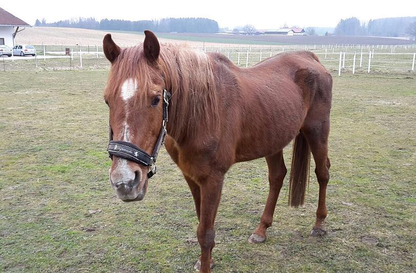 Araberhengst Tarek sucht noch dringend eine neue Heimat.