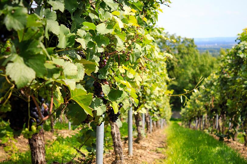 Wer gutes Essen und Wein liebt, ist in Rheinhessen gut aufgehoben. Deutschlands größtes Weinanbaugebiet lockt mit endlosen Weinbergen, sonnigem Klima und gemütlichen Winzerorten. Nicht ohne Grund trägt die Region den Beinamen "Toskana Deutschlands". Nach einer Wanderung oder Radtour lässt sich der Tag hier wunderbar bei einer Weinprobe ausklingen. Wer gutes Essen und Wein liebt, ist in Rheinhessen gut aufgehoben. Deutschlands größtes Weinanbaugebiet lockt mit endlosen Weinbergen, sonnigem Klima und gemütlichen Winzerorten. Nicht ohne Grund trägt die Region den Beinamen "Toskana Deutschlands". Nach einer Wanderung oder Radtour lässt sich der Tag hier wunderbar bei einer Weinprobe ausklingen.