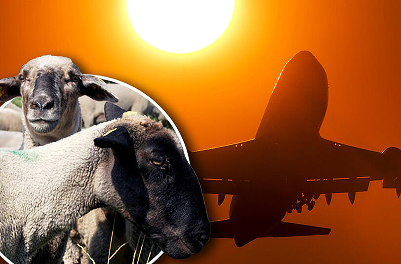 Über 2000 australische Schafe ließen in dem Flieger ihren Flatulenzen freien Lauf.