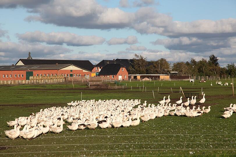 Gänse auf Rügens Nachbarinsel Ummanz