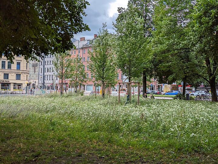 Bis vor Kurzem noch Baustelle, jetzt Wildblumen unter Bäumen. Eine kleine grüne Oase.
