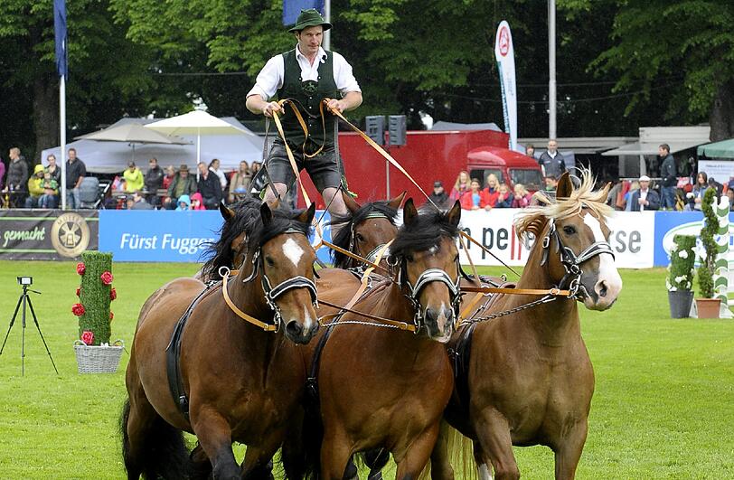 Rumpel, donner: Die Oberländer sind auch in diesem Jahr im Schauprogramm der Pferd International zu sehen.