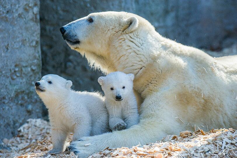 Einfach niedlich - und ab jetzt regelmäßig zu sehen: die Hellabrunner Eisbär-Familie.