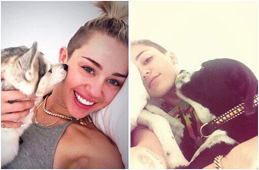 Aber nicht nur Miley Cyrus darf Küsse verteilen, auch ihre Hunde knutschen den Popstar gern mal ab.