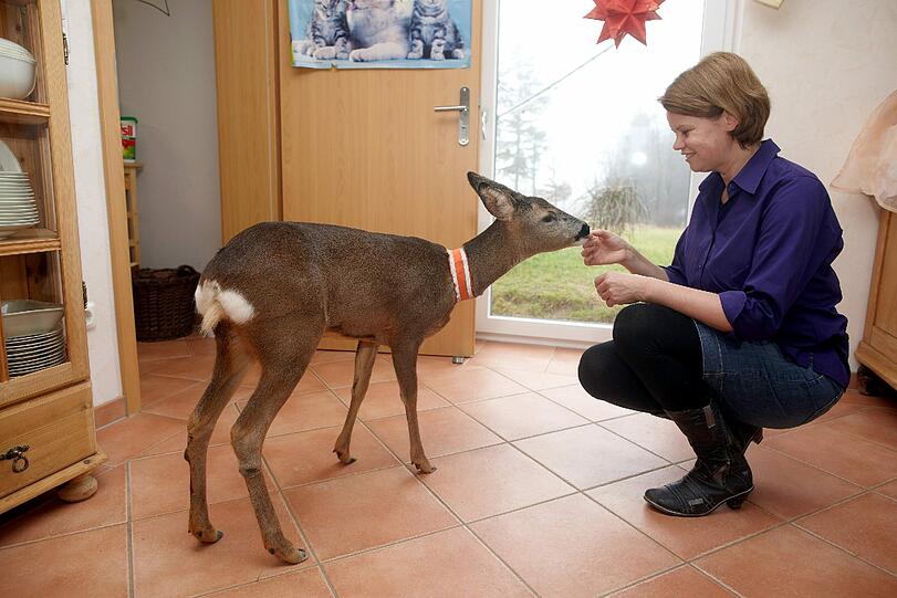 Normalerweise futtert die Ricke Gras, Getreide &ndash; und alles, was sie auf ihren Streifzügen rund um das Haus und den dazugehörigen Biobauernhof findet: Eicheln, Blätter, Beeren und Hecke. Manchmal ist Mia stundenlang draußen unterwegs. &bdquo;Sie kommt aber immer zurück&ldquo;, sagt &bdquo;Reh-Papa&ldquo; Ernst Ackermann (53). Anscheinend fühle das Reh sich dem Haus sehr verbunden. Anders wäre es vielleicht, wenn Mia in einem Gehege untergebracht sei.