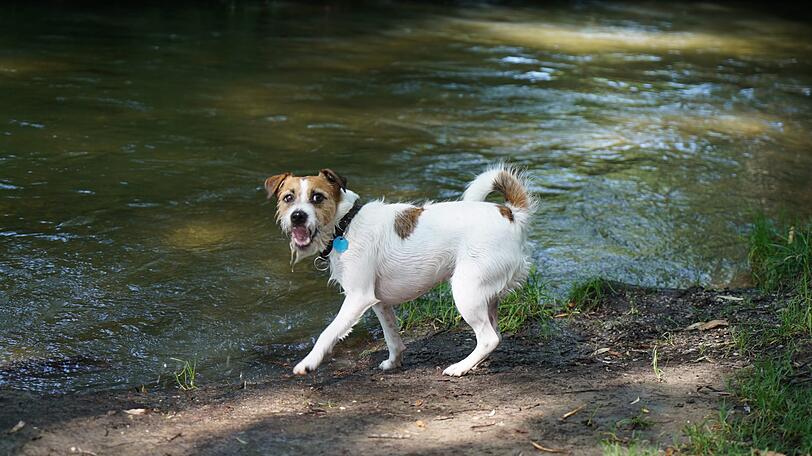 Auch die Vierbeiner genießen das kühle Nass im Eisbach.