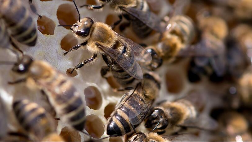 Mittelfränkische Diebe haben es momentan auf Bienen abgesehen.