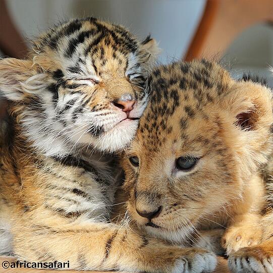 Die beiden kleinen Raubkatzen im japanischen Safari-Zoo