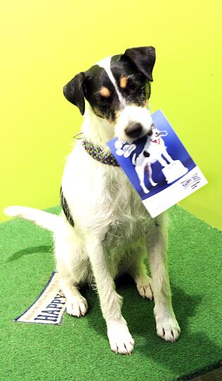 Parson Russel Terrier "Kalle" huldigt seinen Fans bei einer eigenen Autogrammstunde.