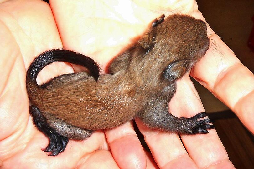 Der Eichhörnchen-Nachwuchs: Das Baby passt locker auf eine Hand.