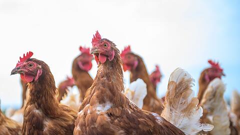 Wegen Vogelgrippe und Newcastle Disease sind in den vergangenen Monaten Hunderttausende Legehennen gestorben. (Symbolbild)