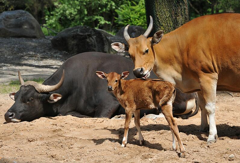 Matt mit Mama Gina und einem Bullen.