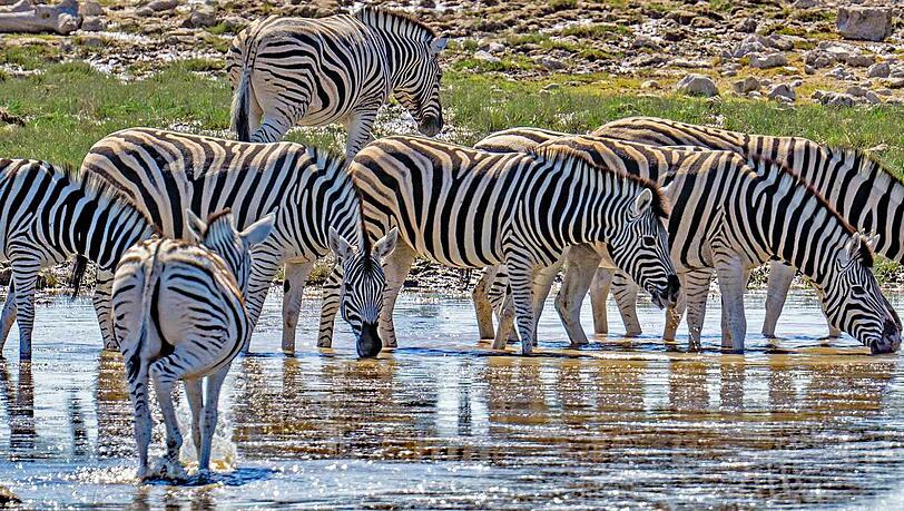 Besonders beliebt bei Namibia-Touristen sind Safaris im Etosha-Nationalpark (Bild). Besonders beliebt bei Namibia-Touristen sind Safaris im Etosha-Nationalpark (Bild).