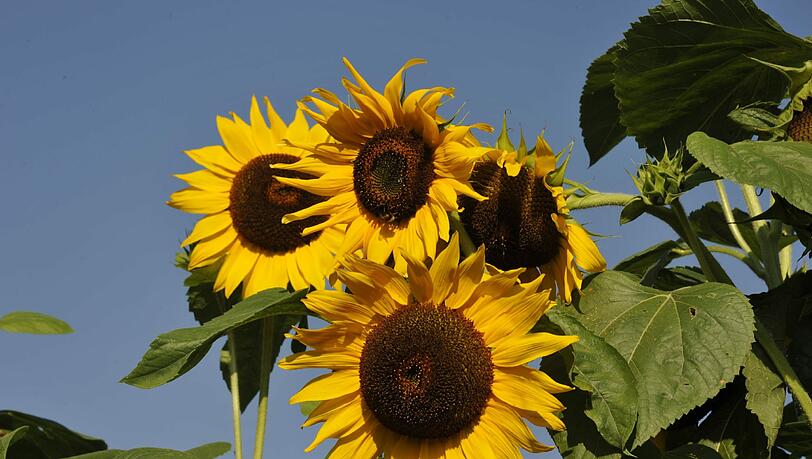 Malen wie van Gogh | Abendzeitung München