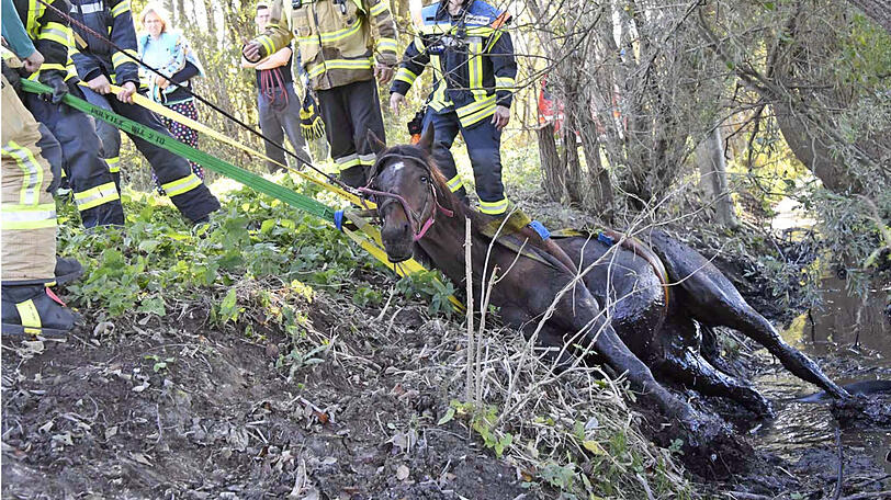 Die Feuerwehr zieht "Rio" mit vereinten Kräften aus dem Bachlauf. Die Bilder der Rettungsaktion.