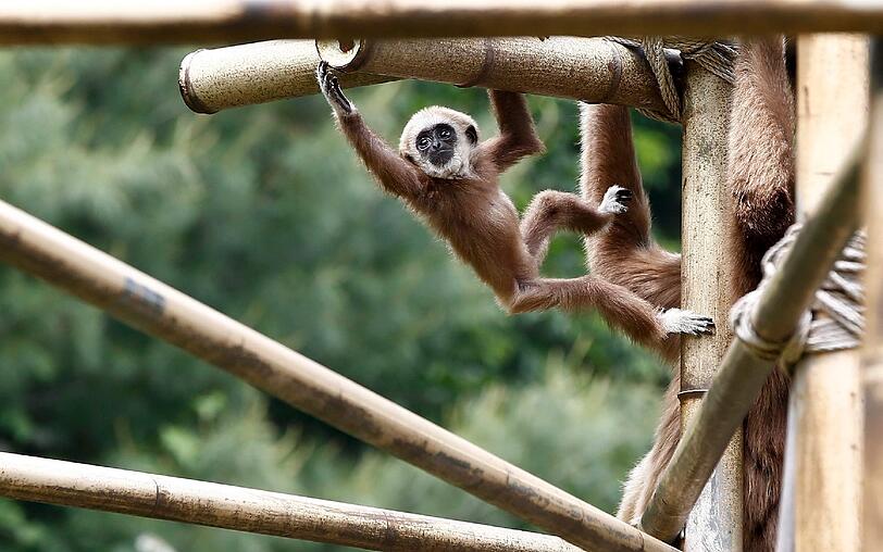 Ein Weißhandgibbon-Baby baumelt im Everland, im größten Vergnügungspark in Südkorea an einem Baum.