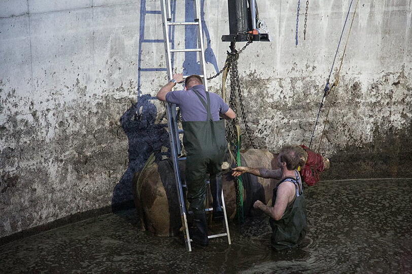 Bei Seeon-Seebruck ist eine Kuh in eine Güllegrube gestürzt und wurde mit Hilfe der Feuerwehr aus ihrer misslichen Lage befreit. Die Bilder...