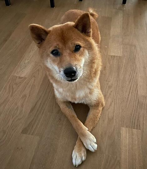 Kiko