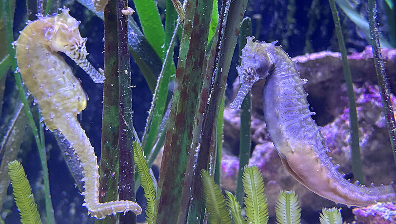 Neue Bewohner im Hellabrunner Aquarium: Zebraschnauzen-Seepferdchen.