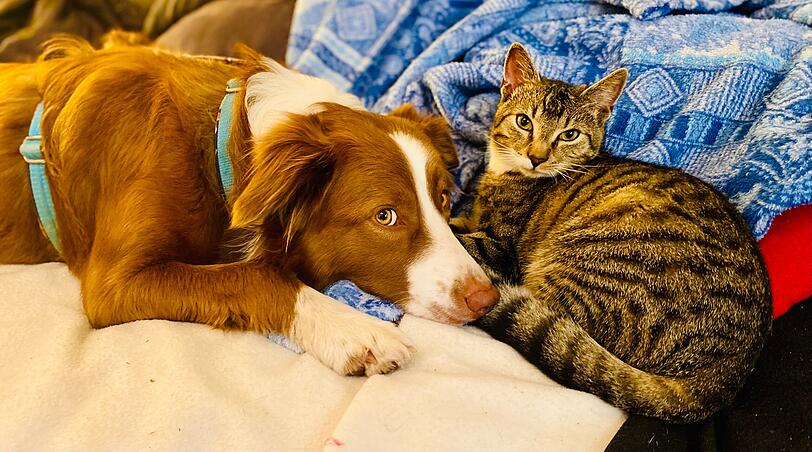 Hündin Ida (Australien Shepherd) und Katze Finn (Europäisch Kurzhaar)