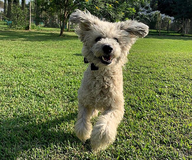 Milou: Spezialität: Küsschen geben, allen, und mit viel Inbrunst. vor allem auch den Kindern. Er ist sehr verspielt, aber will bis heute kein Stöckchen holen. Er bewacht uns, hat unglaubliche Fähigkeiten. Als wir beide krank waren, bliebe er 48 Stunden in der Wohnung, ohne Pipi u. Puu, um uns zu hüten.