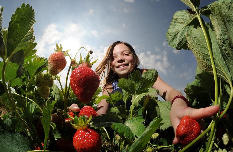 Es ist wieder Zeit für heimische Erdbeeren.