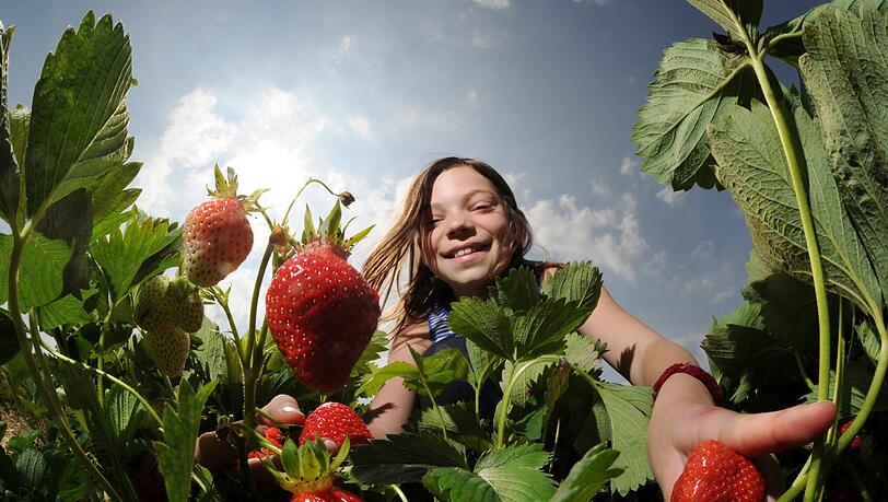 Es ist wieder Zeit für heimische Erdbeeren. Es ist wieder Zeit für heimische Erdbeeren.