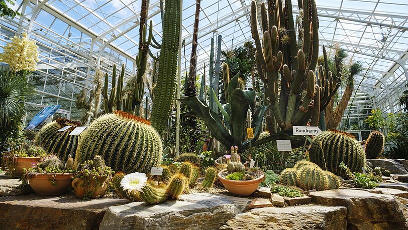 Das Kakteenhaus im Botanischen Garten ist nur eines von mehreren Gewächshäusern in der weitläufigen Anlage. Hier durchzuschlendern ist wie ein kleiner Urlaub. Das Kakteenhaus im Botanischen Garten ist nur eines von mehreren Gewächshäusern in der weitläufigen Anlage. Hier durchzuschlendern ist wie ein kleiner Urlaub.