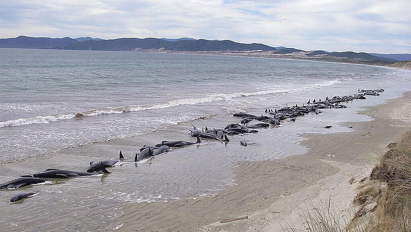 Bilder vom Dezember 2009: Wale stranden an der Küste Neuseelands. Am Freitag kam es zu einem ähnlichen Unglückfalls. Rund 200 Wale strandeten bei Farewell Spit, einer kleinen Landzunge in Neuseeland. Zwischen 50 und 70 Tiere starben. (Archivbild) Bilder vom Dezember 2009: Wale stranden an der Küste Neuseelands. Am Freitag kam es zu einem ähnlichen Unglückfalls. Rund 200 Wale strandeten bei Farewell Spit, einer kleinen Landzunge in Neuseeland. Zwischen 50 und 70 Tiere starben. (Archivbild)
