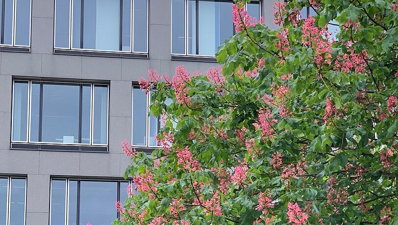 Rosa Farbspektakel an der der Schwanthalerhöhe.