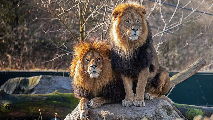 Noch wohnen sie im Dschungelzelt: die Löwen Max und Benny. Noch wohnen sie im Dschungelzelt: die Löwen Max und Benny.