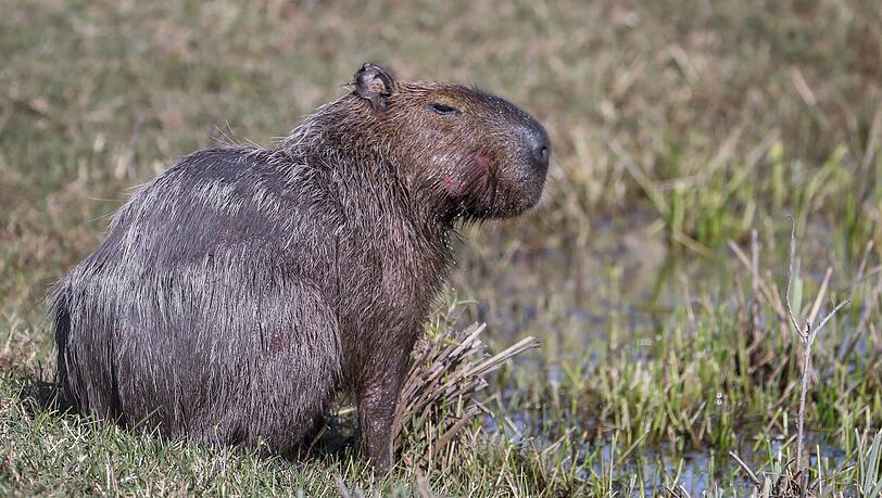 Capybara und andere Wildtiere wurden bei der Operation beschlagnahmt. (Archivbild) Capybara und andere Wildtiere wurden bei der Operation beschlagnahmt. (Archivbild)
