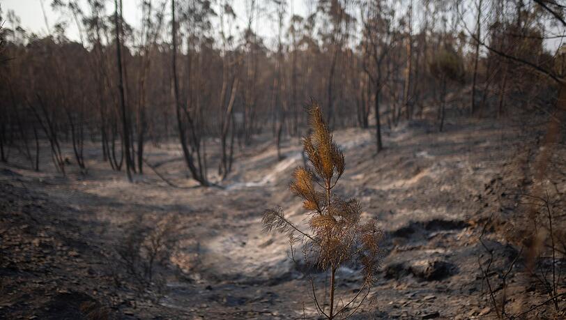 In Huelva hat das Feuer bereits 31.000 Hektar erfasst. (Archivbild) In Huelva hat das Feuer bereits 31.000 Hektar erfasst. (Archivbild)