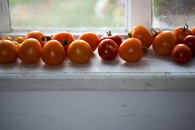 Gr&uuml;ne Tomaten m&uuml;ssen aber nicht im Biom&uuml;ll landen: Falls der Hobbygarten zum Saisonende noch unreife, gr&uuml;ne Tomaten am Strauch zeigt oder man versehentlich gr&uuml;ne Tomaten gekauft hat, k&ouml;nnen diese nachreifen. Ein Tipp: auf der warmen Fensterbank reifen gr&uuml;ne Tomaten nach und werden rot und essbar.