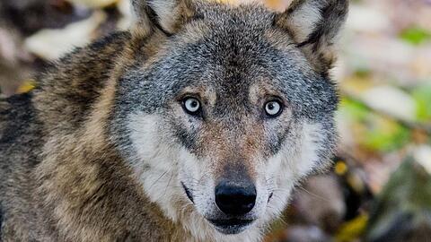 Wie umgehen mit dem Wolf? Naturschützer setzen auf präventive Maßnahmen.