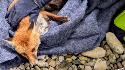 Die Feuerwehr befreit den verletzten Fuchs aus dem vier Meter tiefen Schacht, in dem er festsaß.