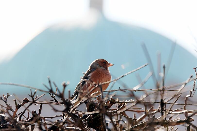 Es wird langsam wieder wärmer in München: Der Frühling liegt in der Luft. Die Bilder aus München
