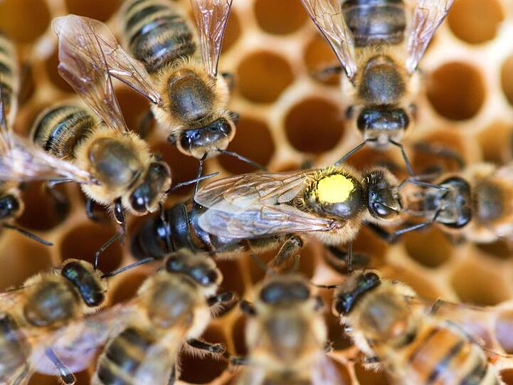 Eine Königin sitzt umringt von Honigbienen ihres Staates auf einer Wabe.