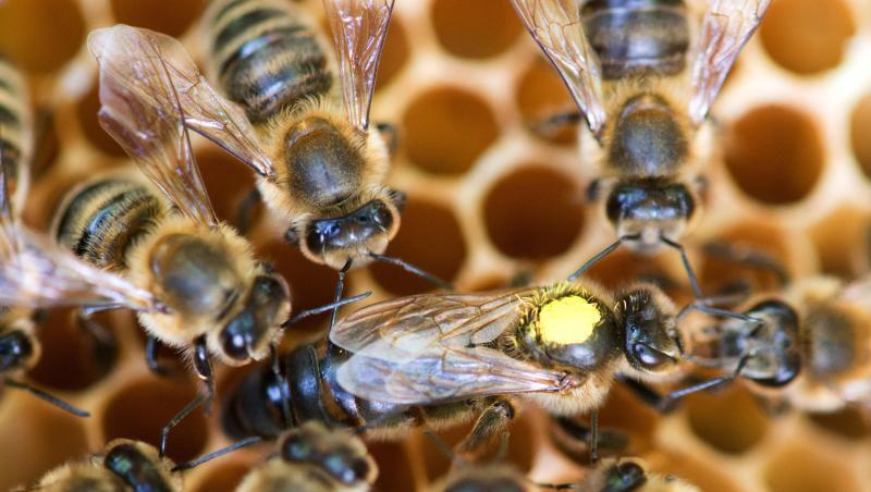 Eine Königin sitzt umringt von Honigbienen ihres Staates auf einer Wabe. Eine Königin sitzt umringt von Honigbienen ihres Staates auf einer Wabe.
