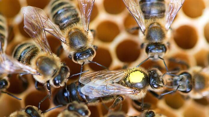 Eine Königin sitzt umringt von Honigbienen ihres Staates auf einer Wabe.