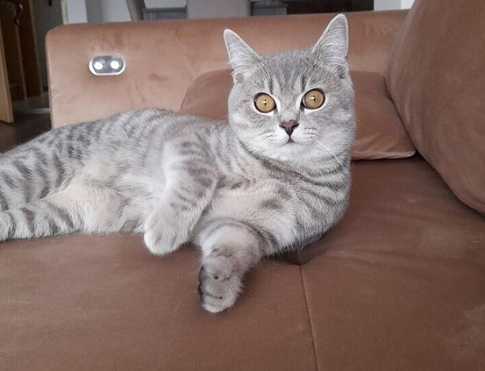 Mavi