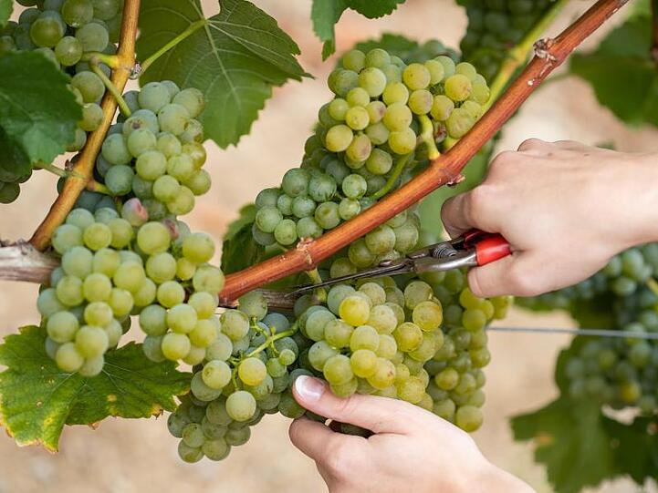 Eine Winzerin schneidet Silvaner-Trauben zur offiziellen Eröffnung der fränkischen Weinlese von einem Rebstock ab. Foto: Daniel Karmann/Archiv