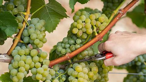 Eine Winzerin schneidet Silvaner-Trauben zur offiziellen Eröffnung der fränkischen Weinlese von einem Rebstock ab. Foto: Daniel Karmann/Archiv