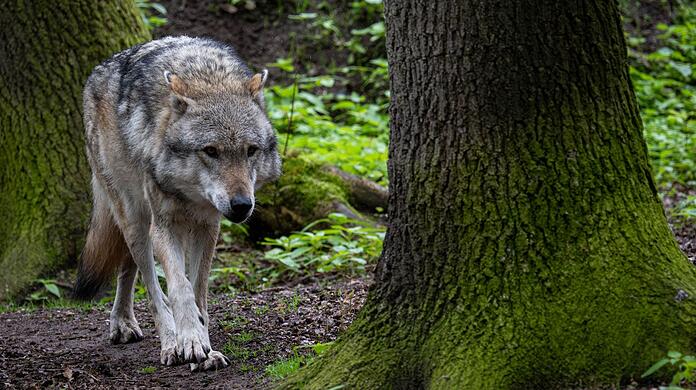 Ein Europäischer Grauwolf in einem Gehege vom Wolfcenter Dörverden.