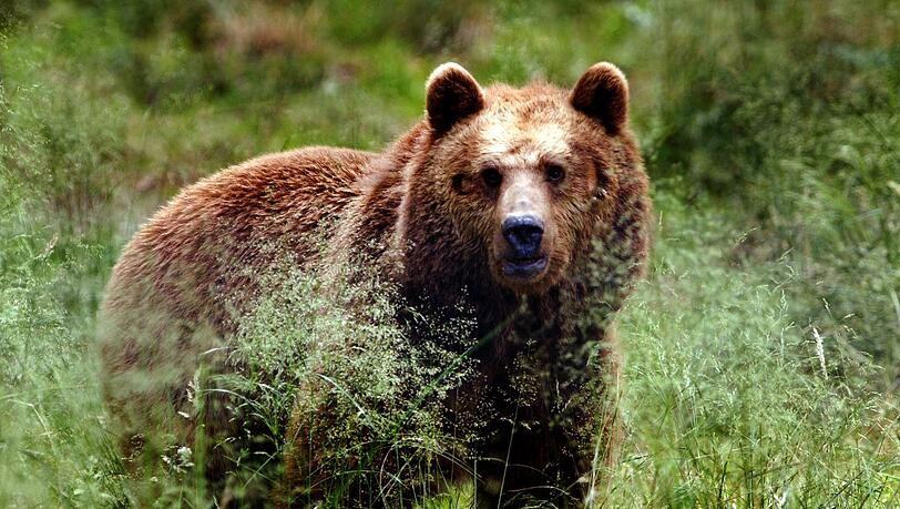 Vermutlich ein Bär hat laut Behörden zwei Esel in Österreich gerissen. (Symbolbild)