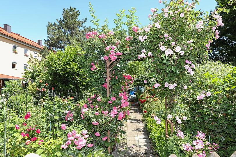 Die Rosen blühen in voller Pracht.