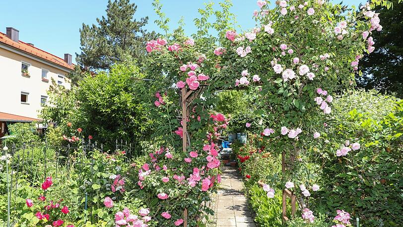 Die Rosen blühen in voller Pracht. Die Rosen blühen in voller Pracht.